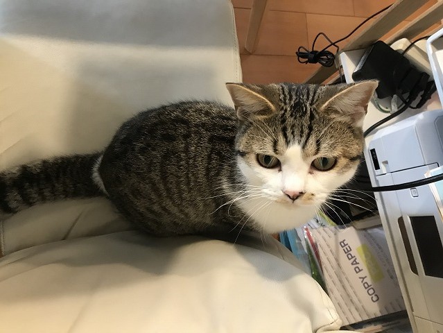 ウチのねこ=^^= かわいいでしょ♪